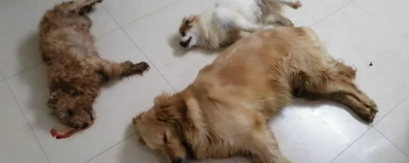 狗狗吐血如何处理
