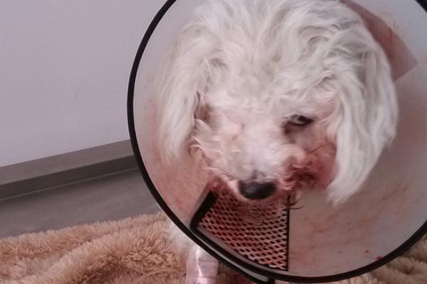 狗狗吐血如何处理，可根据具体情况喂服抗生素类药物