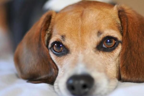 狗狗吐血如何处理，可根据具体情况喂服抗生素类药物