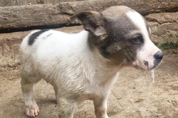 狗狗吐血如何处理，可根据具体情况喂服抗生素类药物