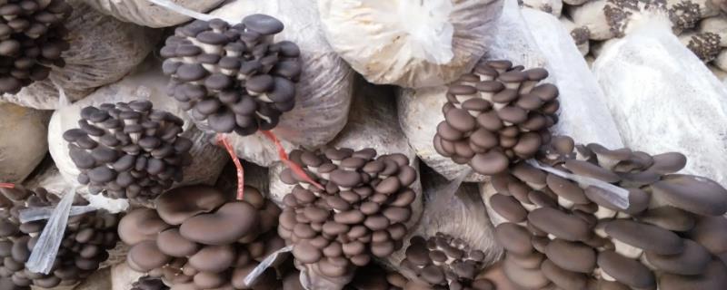 食用菌袋怎么通气