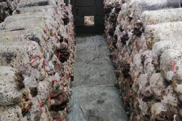 食用菌袋怎么通气,可在袋上扎孔、再将菌种播至扎孔处