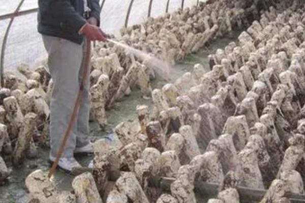 食用菌袋怎么通气,可在袋上扎孔、再将菌种播至扎孔处