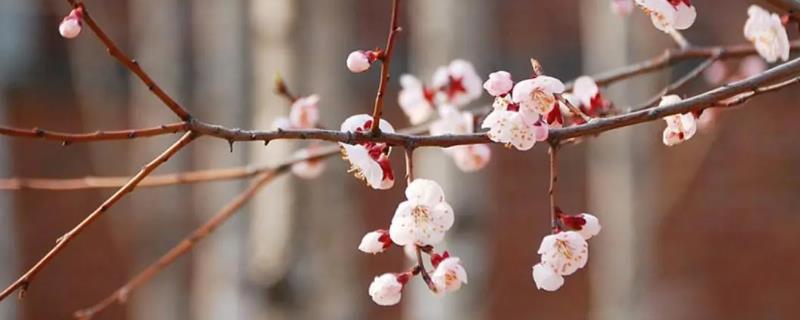 梅花的象征意义