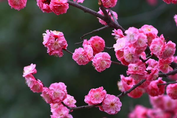 梅花的象征意义，顽强拼搏、高洁淡雅