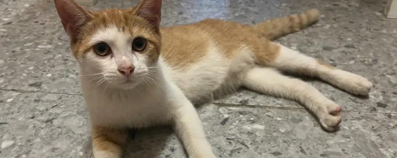 给猫咪驱虫用什么药