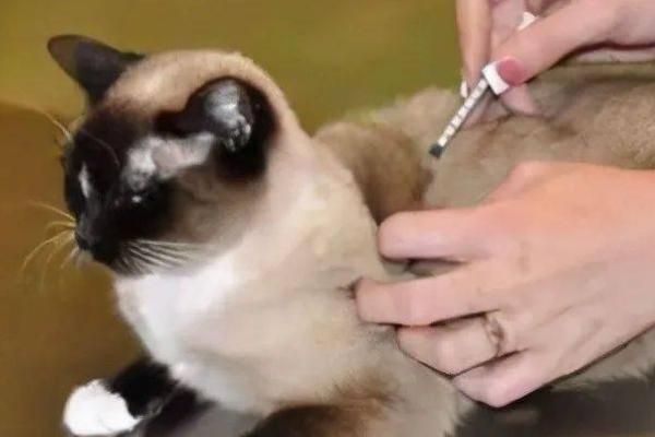 给猫咪驱虫用什么药，体内驱虫和体外驱虫用药不同