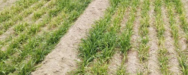 小麦冬前疯长的危害