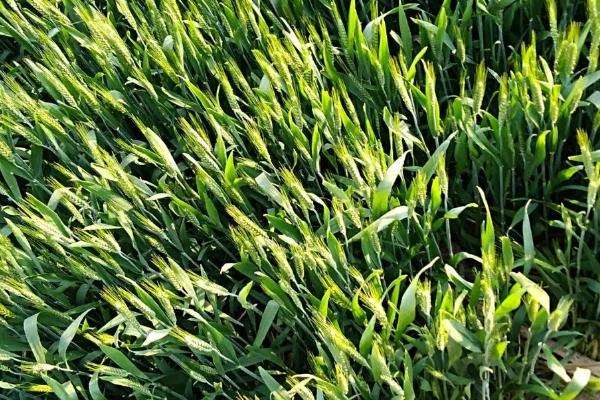 小麦冬前疯长的危害,会消耗地力、降低抗寒能力