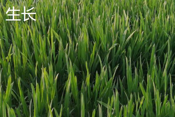 小麦冬前疯长的危害,会消耗地力、降低抗寒能力