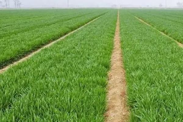 小麦冬前疯长的危害,会消耗地力、降低抗寒能力