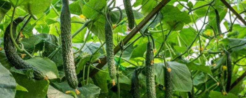 一株黄瓜能活多久