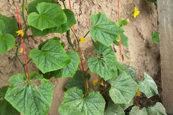 一株黄瓜能活多久,最多可以活一年的时间