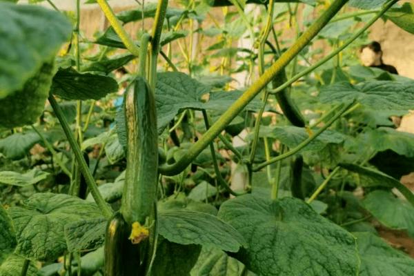 一株黄瓜能活多久,最多可以活一年的时间