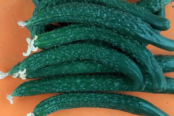 一株黄瓜能活多久,最多可以活一年的时间