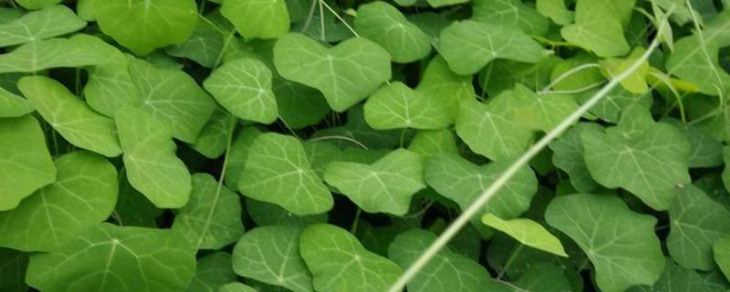 粉防已种五年亩产多少