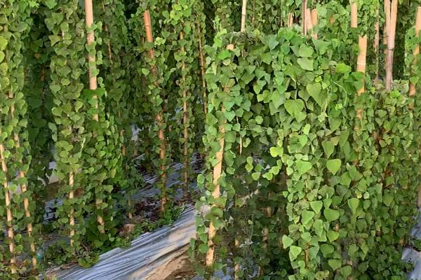 粉防已种五年亩产多少，亩产量一般在500-600斤左右