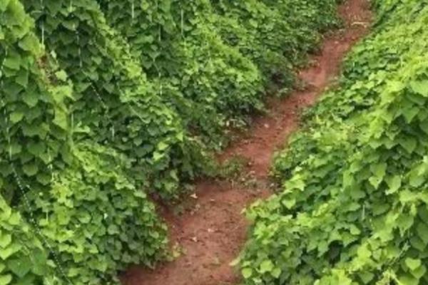 粉防已种五年亩产多少，亩产量一般在500-600斤左右