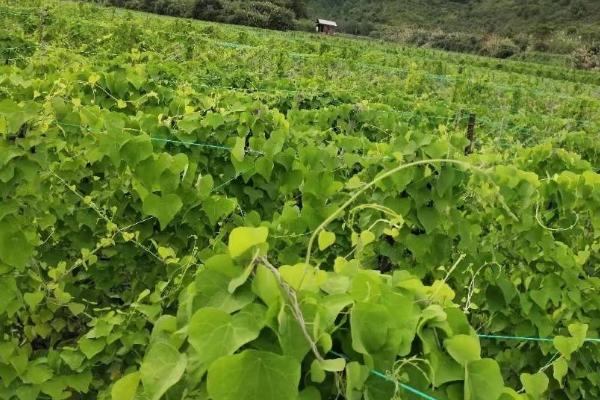 粉防已种五年亩产多少，亩产量一般在500-600斤左右