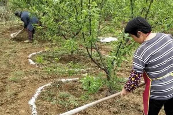 怎么使用钙镁磷肥，可结合翻耕深施入土