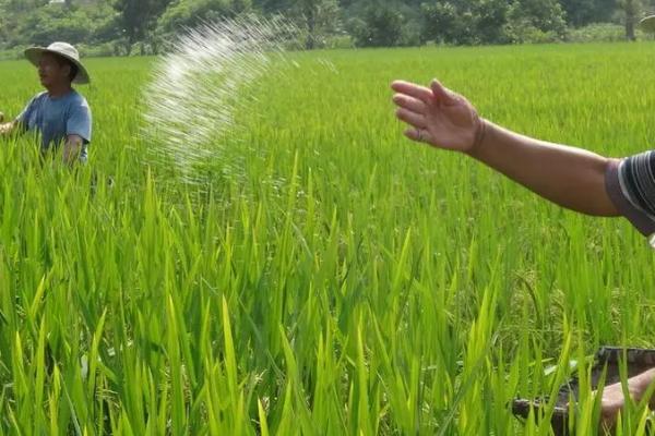 怎么使用钙镁磷肥，可结合翻耕深施入土