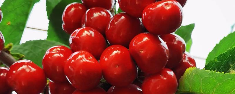 美早樱桃树种多久才会结果