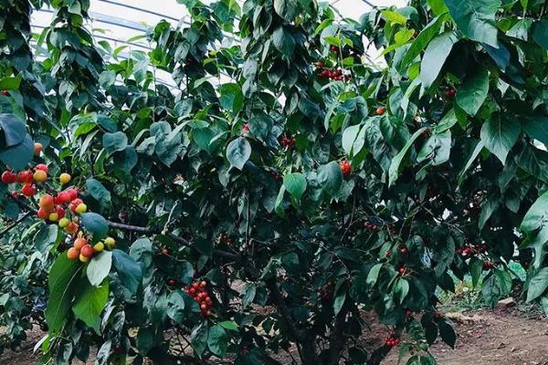 美早樱桃树种多久才会结果,一般需要3-6年左右