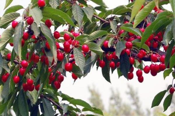 美早樱桃树种多久才会结果,一般需要3-6年左右