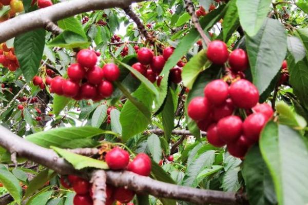 美早樱桃树种多久才会结果,一般需要3-6年左右