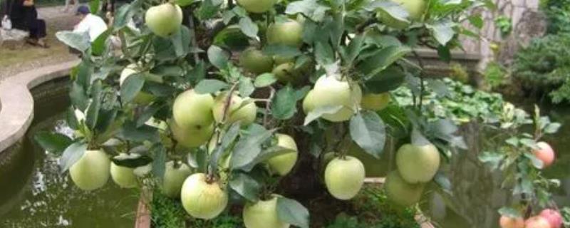 让盆栽果树提前结果的方法