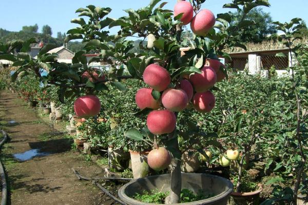 让盆栽果树提前结果的方法,可通过整形削弱顶端优势、控制施肥避免旺长