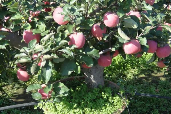 让盆栽果树提前结果的方法,可通过整形削弱顶端优势、控制施肥避免旺长