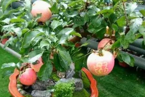 让盆栽果树提前结果的方法,可通过整形削弱顶端优势、控制施肥避免旺长