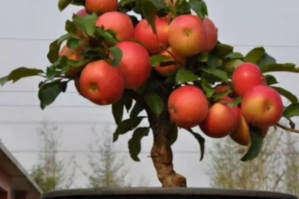 让盆栽果树提前结果的方法,可通过整形削弱顶端优势、控制施肥避免旺长