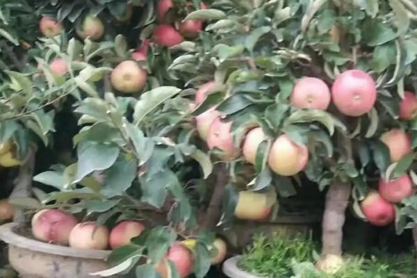 让盆栽果树提前结果的方法,可通过整形削弱顶端优势、控制施肥避免旺长