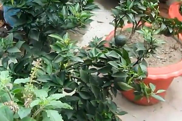 让盆栽果树提前结果的方法,可通过整形削弱顶端优势、控制施肥避免旺长