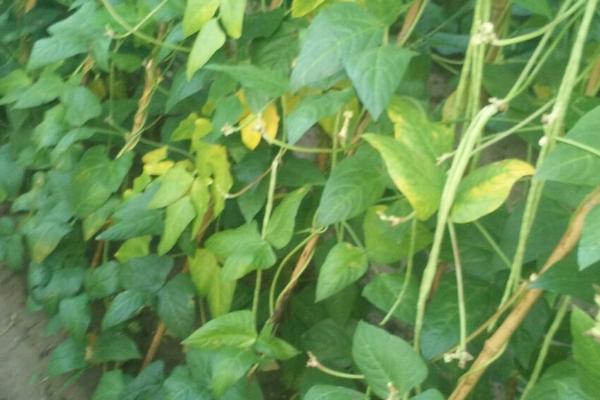 豇豆叶霉病的防治方法，种植抗病品种是有效措施
