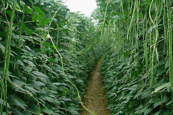 豇豆叶霉病的防治方法，种植抗病品种是有效措施