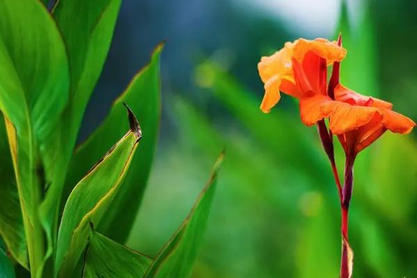 美人蕉能吃吗，可以吃但不宜多吃