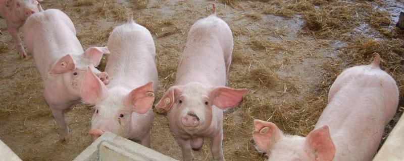 猪口蹄疫症状鉴别