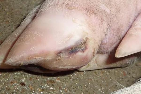 猪口蹄疫症状鉴别，病猪体温升高、食欲下降、水疱逐渐溃烂