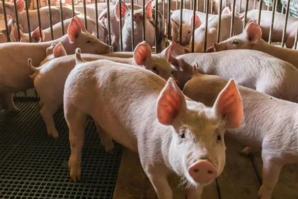 猪口蹄疫症状鉴别，病猪体温升高、食欲下降、水疱逐渐溃烂