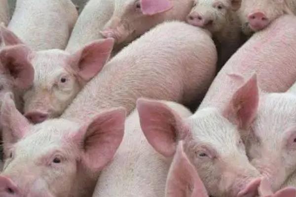 猪口蹄疫症状鉴别，病猪体温升高、食欲下降、水疱逐渐溃烂