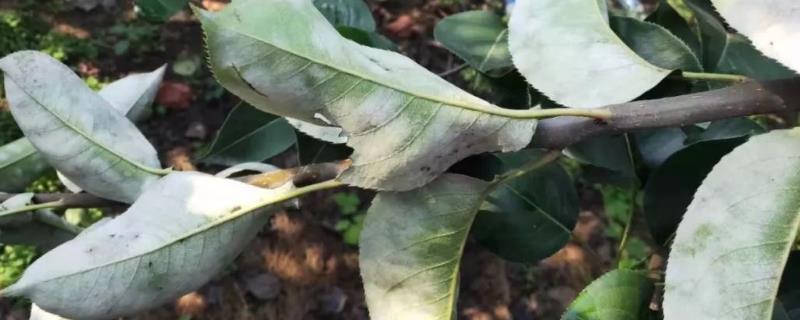 梨树白粉病