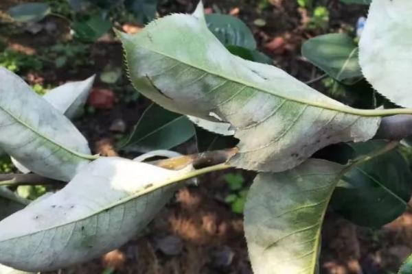 梨树白粉病，多为害老叶