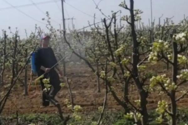 梨树白粉病，多为害老叶