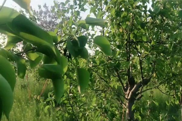 梨树白粉病，多为害老叶