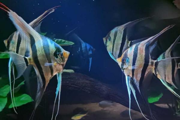 神仙鱼繁殖方法,首先要选择发育成熟的亲鱼