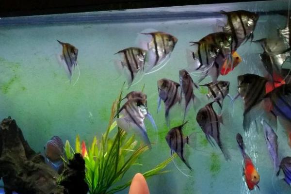 神仙鱼繁殖方法,首先要选择发育成熟的亲鱼