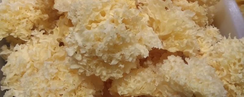 银耳能保存多久